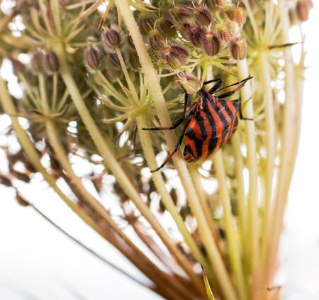 This showy colored bug was on a dried flowerの写真素材
