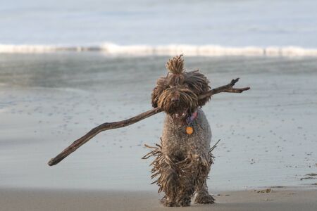 A dog with dreadlocks plays with a stick on the beach