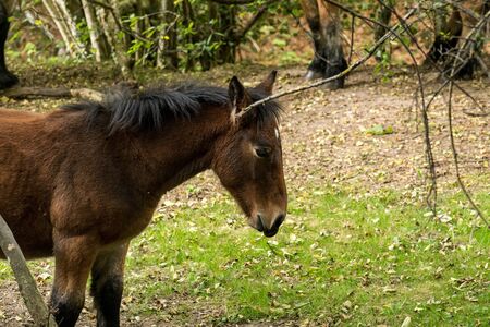 Nice photos of beautiful horses inside a forest in Spainの写真素材