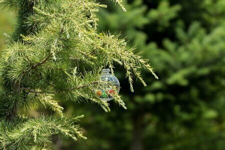 Crystal ball with decorations inside hanging from a pine tree made by meの写真素材