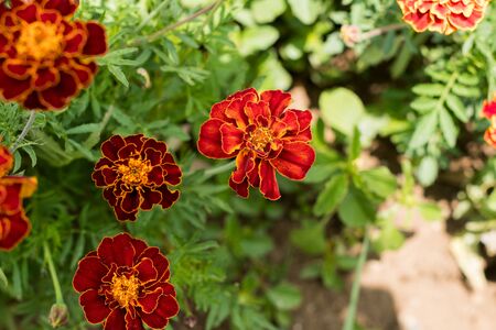 Red marigold flower with green branches in the summer of Chile