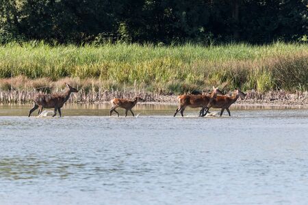 Group of deer passing by the lagoon of a parkの写真素材