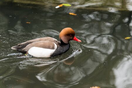 Brown-headed red-billed duck is floating in a small park pond