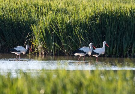 A group of three storks walking in the same direction on a pond in a park