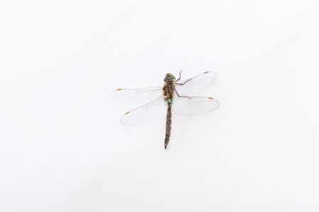 Large dragonfly perched on a white wall inside my houseの写真素材