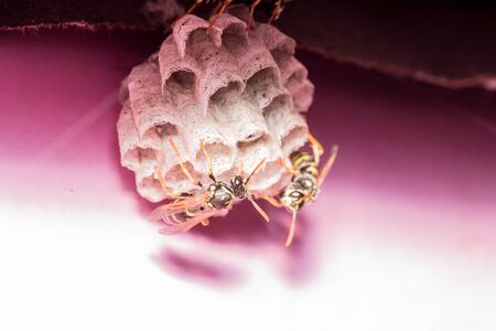 Wasp nest with wasps on a pink background on the wall of my garden houseの写真素材