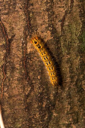 Macro picture of a very beautiful caterpillar with various colors and hairs walking on a tree