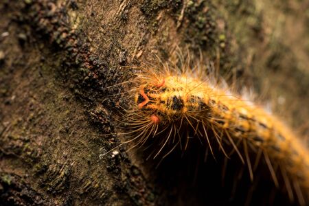 Macro picture of a very beautiful caterpillar with various colors and hairs walking on a treeの写真素材