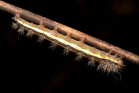 Macro picture of a very beautiful caterpillar with various colors and hairs walking on a tree branchの写真素材