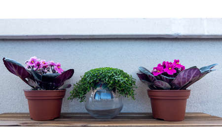 Three plants outside on a wooden table. The two plants on the sides are African violets and the...