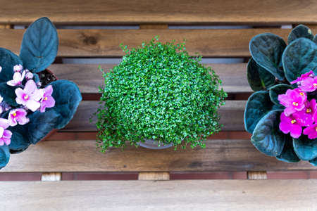 Different composition of a zenithal photo of three plants outdoors on a wooden table. The two plants on the sides are African violets and the plant in the middle is angel's tears. That is the name of these plants. White background and selective focus.の写真素材