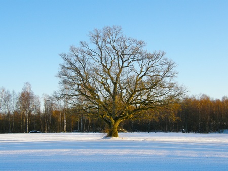 Oak tree in the Winterの写真素材