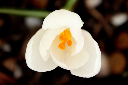 White crocus sativus