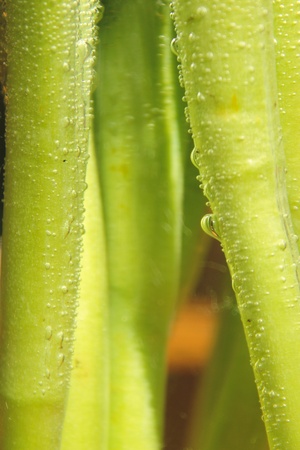 Plant stem with effervescence の写真素材