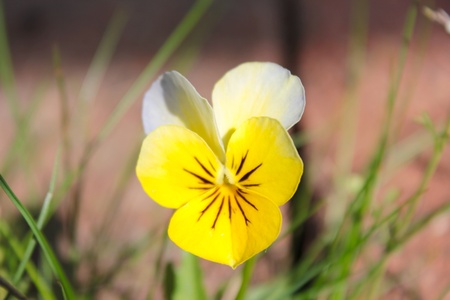 Yellow and white Viola Pansyの写真素材
