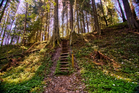 Stairway to the old woodlandsの写真素材