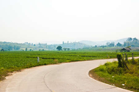 Vegetable field with path way and mountain background