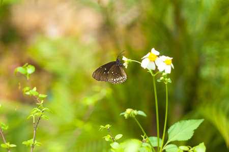 Brown butterfly with white cosmos flowerの写真素材