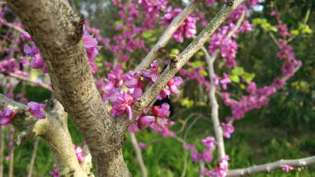 Flowerの写真素材