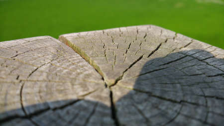 tree ringの写真素材