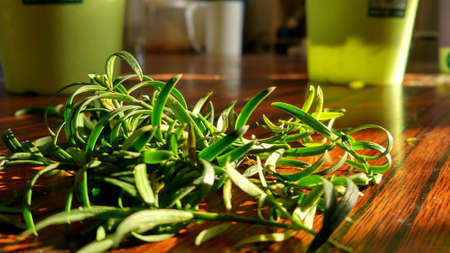 Tree leafの写真素材