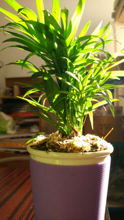 plantの写真素材