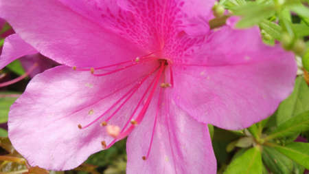 Flowerの写真素材