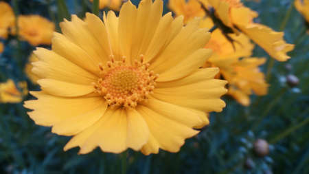 Yew Leafの写真素材