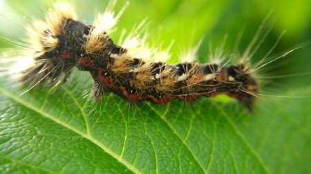 Reptileの写真素材