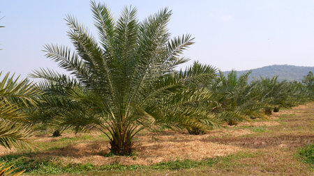 Plantation of date palm tree in Thailandの写真素材