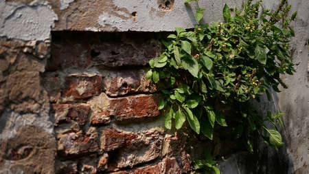 Plant growing through old brick wallの写真素材