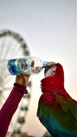 A colorful macaw is drinking water from bottle.の写真素材