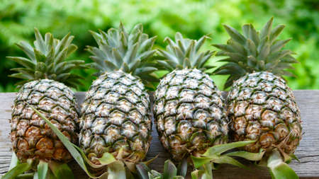 Fresh pineapple  tropical fruit in farmの写真素材