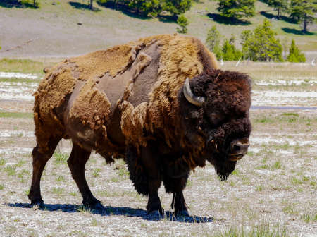 Bison in Yellowstone National Park, Wyoming United States