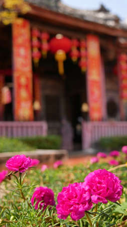 Selective focused Portulaca grandiflora or Rose moss  flowers blossom in front of Chinese shrineの写真素材