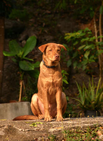 Brown dog is sitting and waiting for the owner in the garden.の写真素材