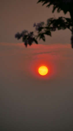 Beautiful sunset with blurred foreground of brunch Thai crape myrtle.の写真素材