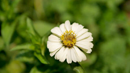 Close up white Creeping Zinnia, Mexican Zinnia Flower in bloom.の写真素材
