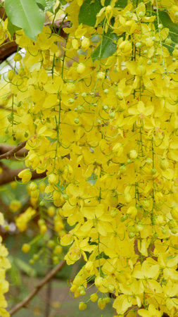 Cassia fistula flower blooming in summer season.の写真素材