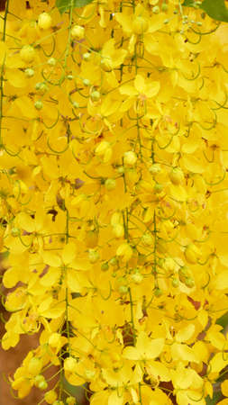 Cassia fistula flower blooming in summer season.の写真素材