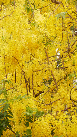 Cassia fistula flower blooming in summer season.の写真素材