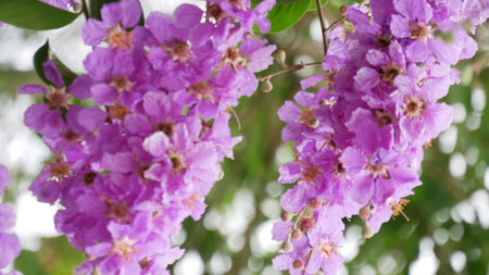 Branch of Lagerstroemia speciosa or Bang lang flower of Indian subcontinent in bloom.の写真素材