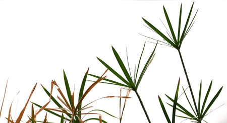 Cyperaceae leaf isolated on white background.の写真素材