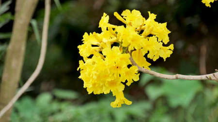 Tecoma stans common names include yellow trumpetbush, yellow bells, yellow elder, ginger-thomas.の写真素材