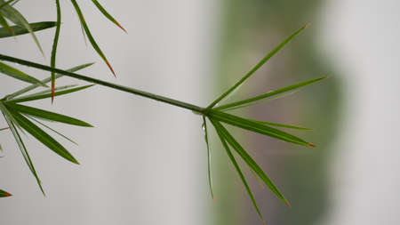 Raindrops on cyperaceae with blurred background.の写真素材