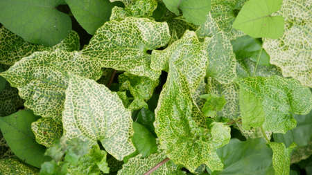 Heart Shape Leaf of the Largeleaf Brunnera (silver heart) growing in garden, leaf background.の写真素材