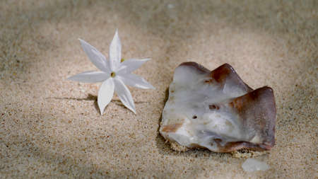 White flower and seashell with sun light on sandy beach.の写真素材