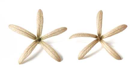 Dried petrea volubilis or purple wreath, queen's wreath, sandpaper vine isolated on white background.の写真素材