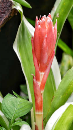 Billbergia pyramidalis, known as the flaming torch and foolproof plant in bloom.
