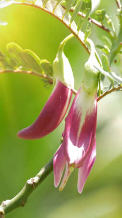 Red Vegetable Humming Bird ( Red Sesbania grandiflora) blooming with morning sunlight.